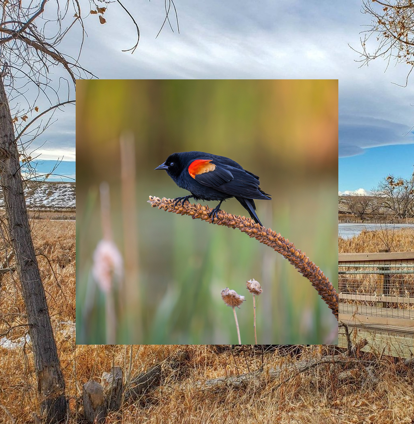 image of a bird