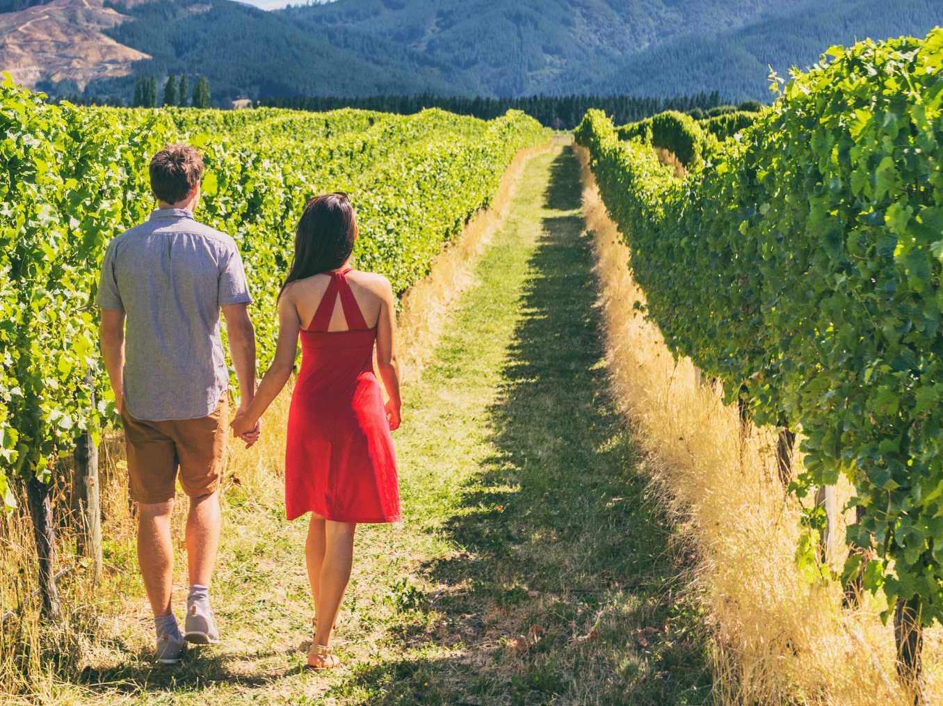 Napa Valley Vine Traill