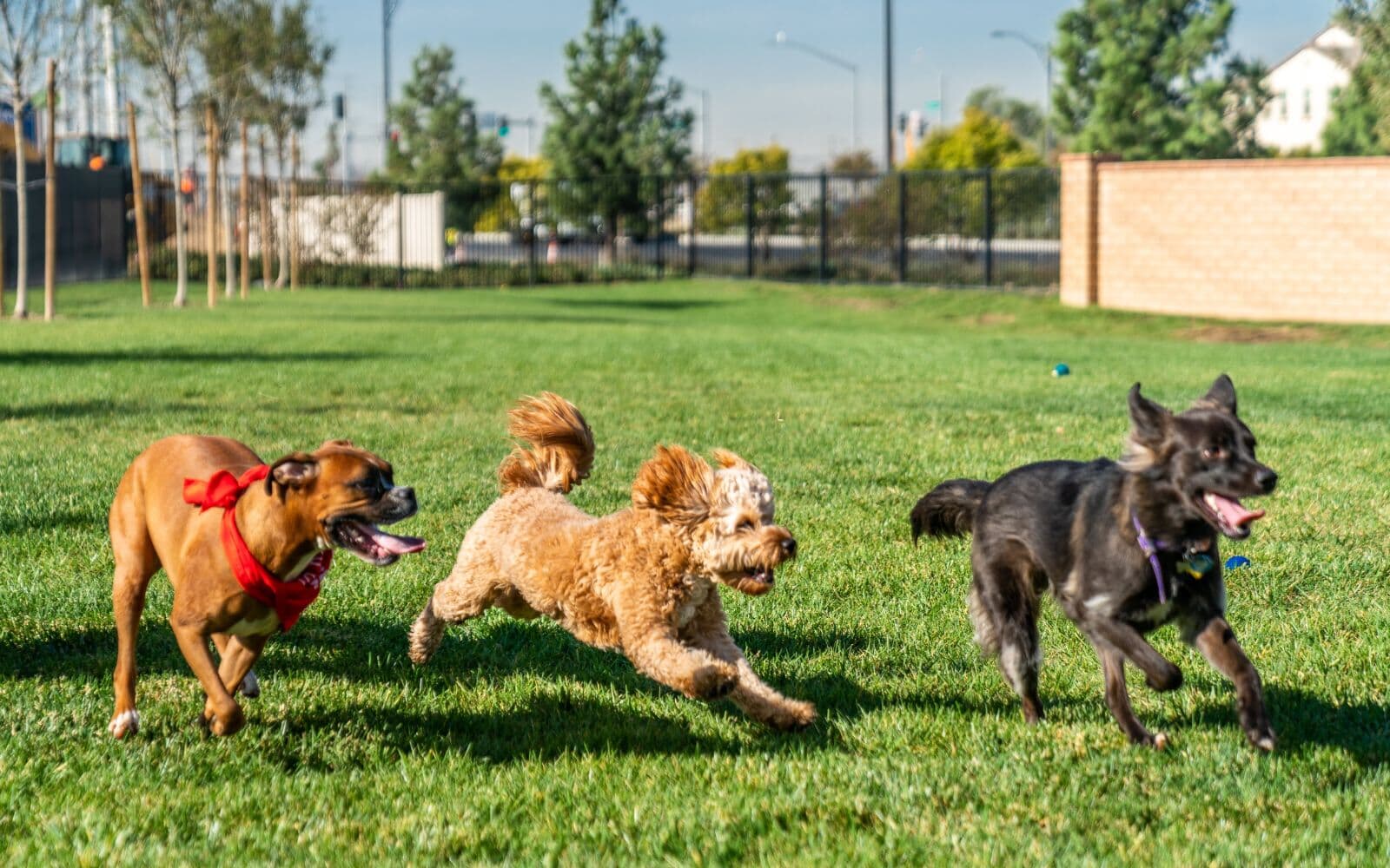 Dogs Running at Paws Park at New Haven in Ontario, CA