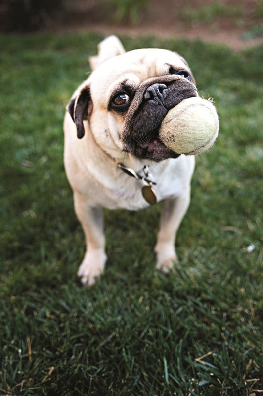 Little pug dog holding a tennis ball