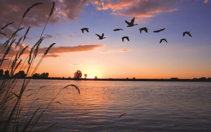 Ducks flying at sunset at the lake at Barefoot Lakes by Brookfield Residential in Firestone CO