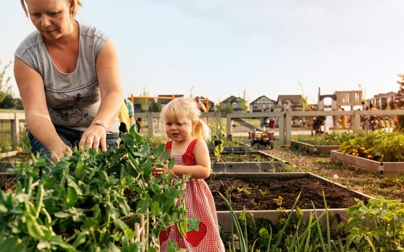 Mother and daughter planting in the community garden at Chappelle Gardens