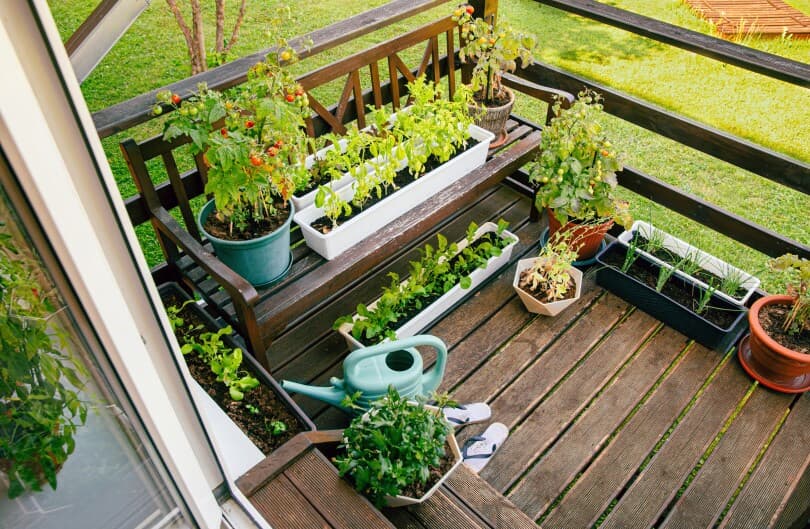 Patio filled with vegetables and herbs