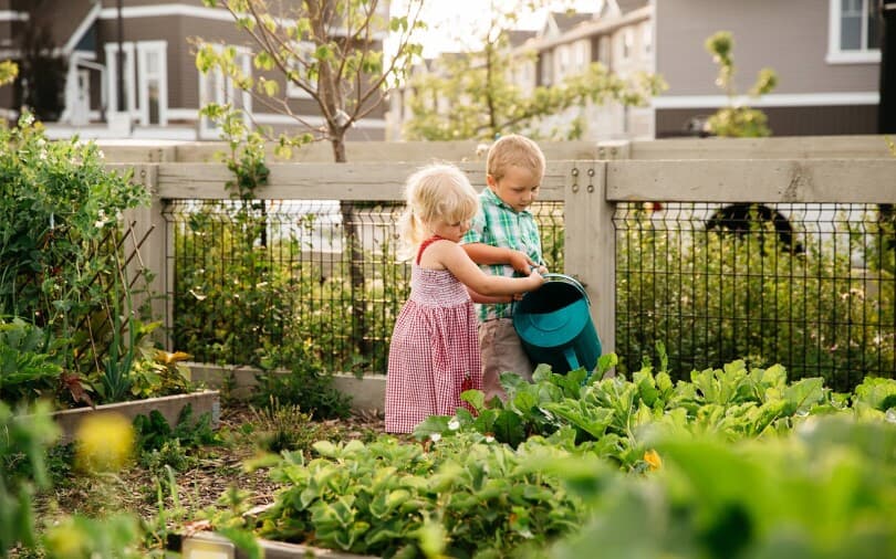 Two young kids watering plants in the Chappelle Gardens community garden in Edmonton AB