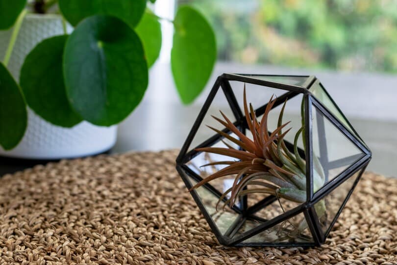 Air plant Tillandsia in terrarium