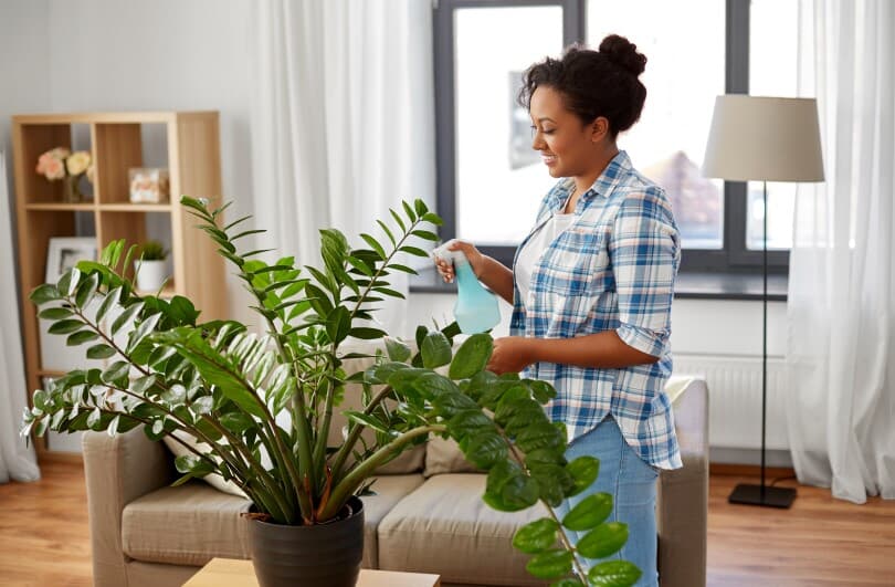 Woman spraying a ZZ plant at home