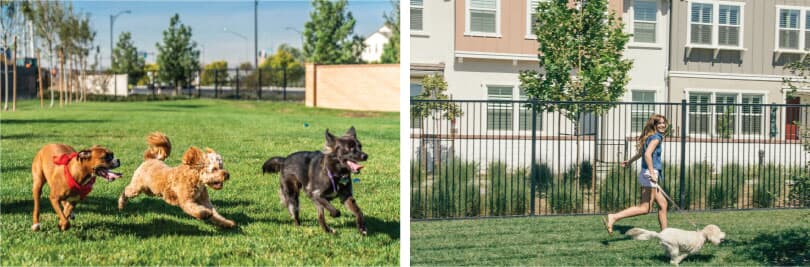 Paws Park | New Haven in Ontario Ranch, CA