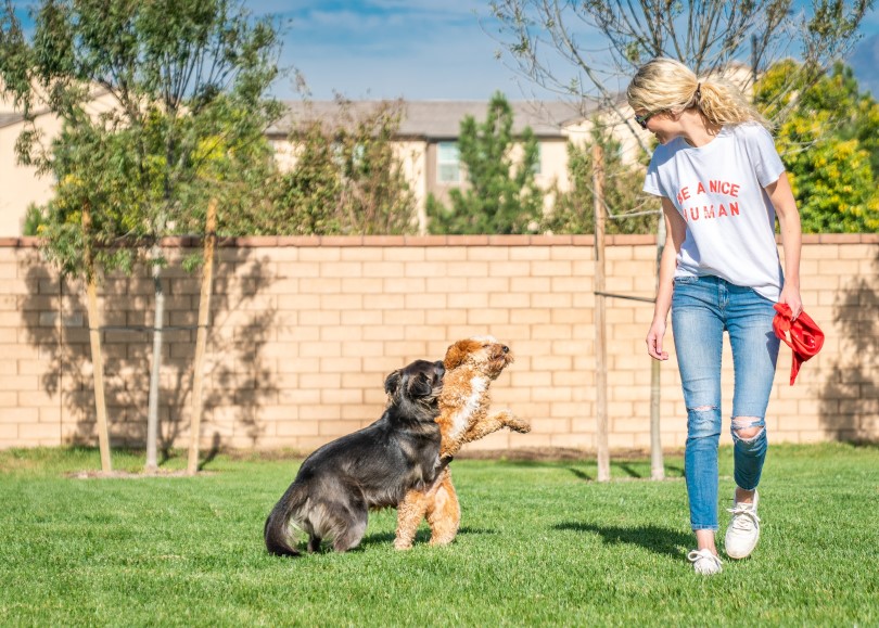 Young woman playing with two puppies on the grassy lawn at New Haven by Brookfield Residential in Ontario Ranch, CA