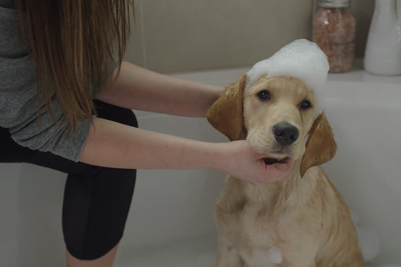 Dog in Bath in Easton Park Texas Commercial