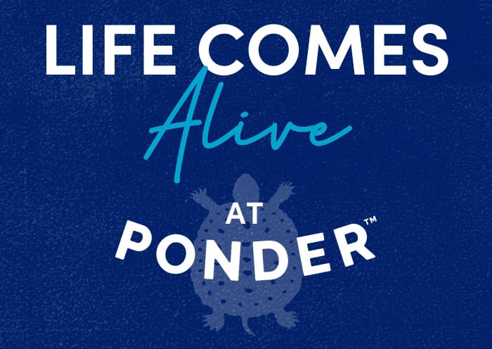 Life Comes Alive at Ponder