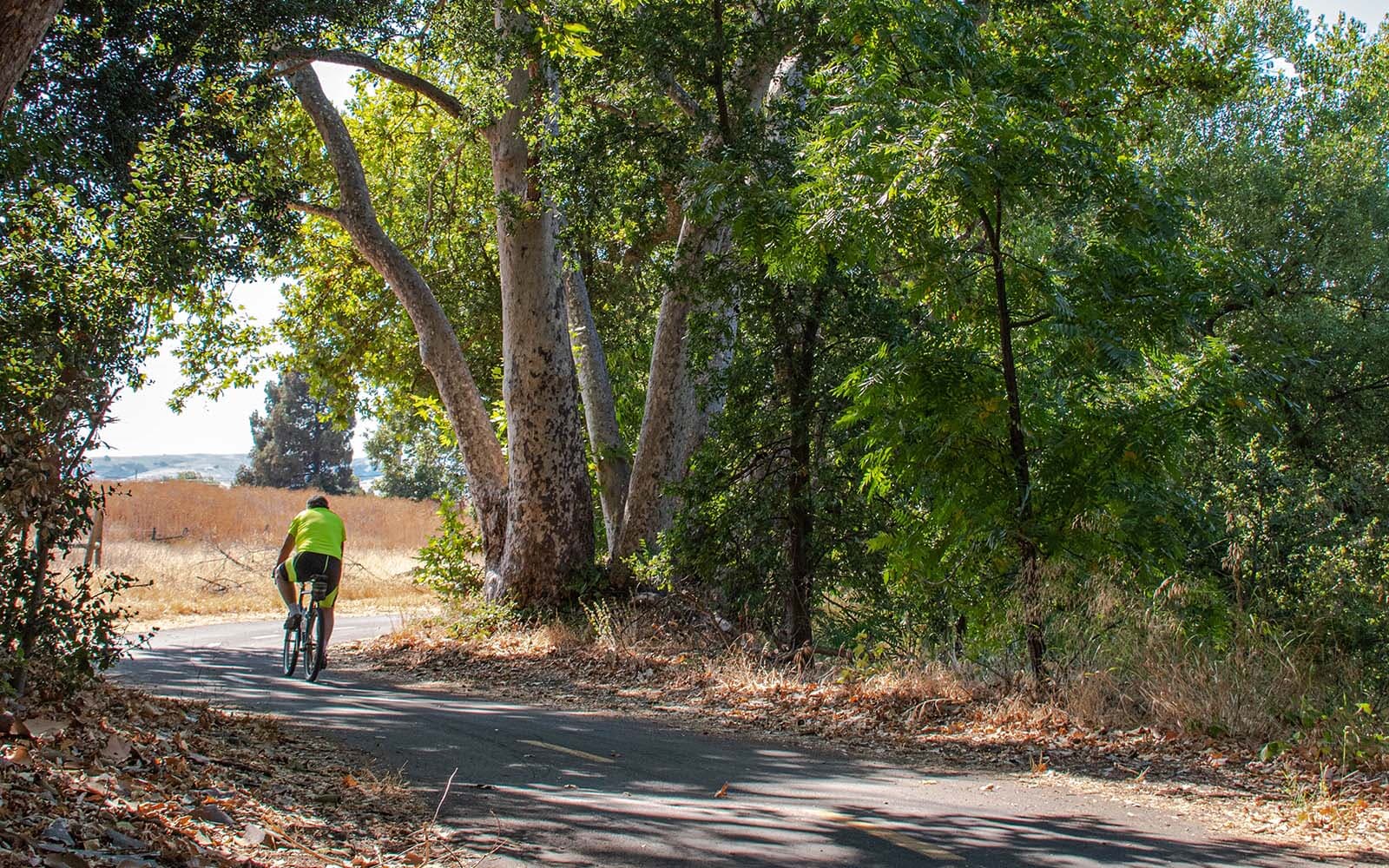 Cyclist on wooded road