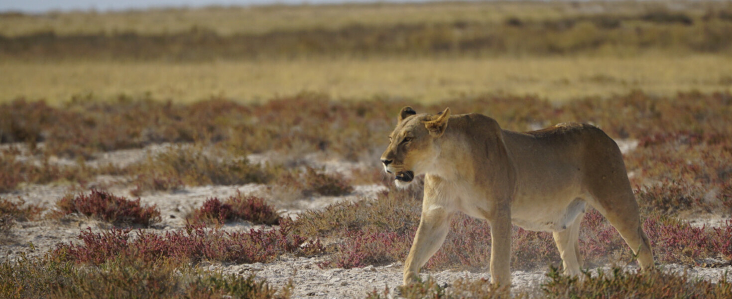 Lion in African Safari