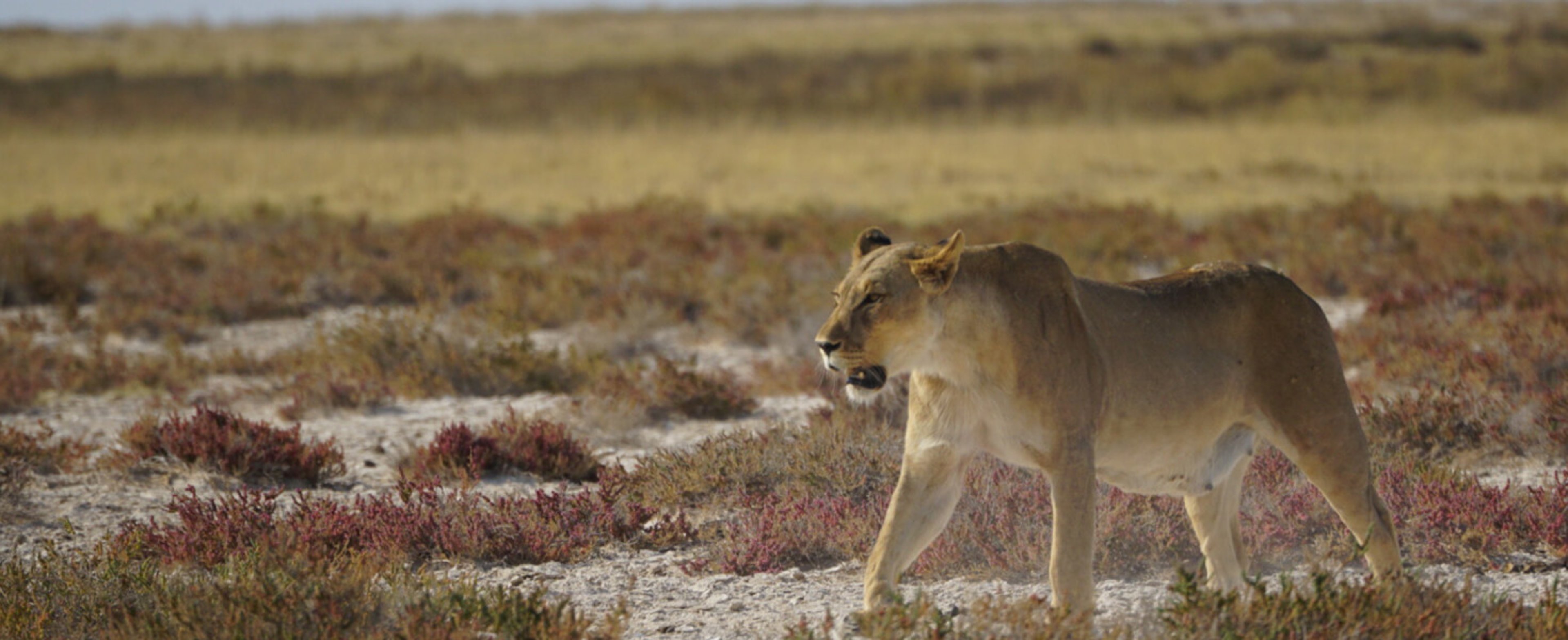 Lion in African Safari