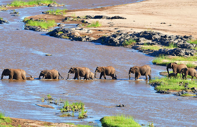 elephants crossing Olifant river, evening shot,Kruger national park