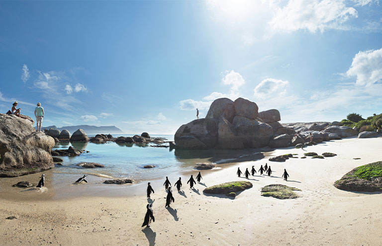 African penguin colony at Boulders Beach