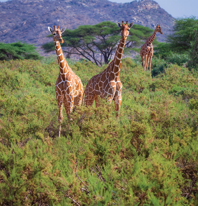 Giraffes
