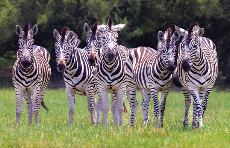 zebras