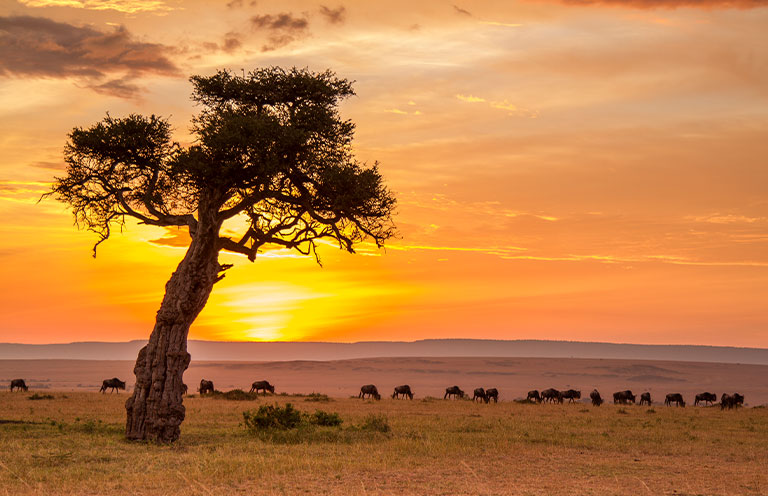 wildebeests gathering and grazing on open grassland