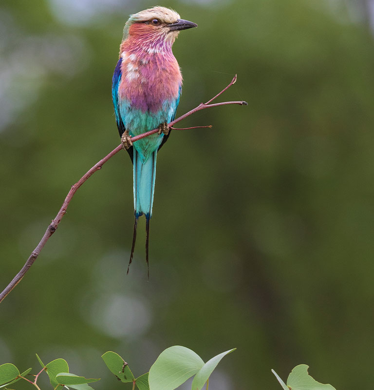 lilac-breasted roller