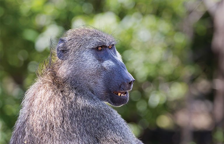 olive baboon