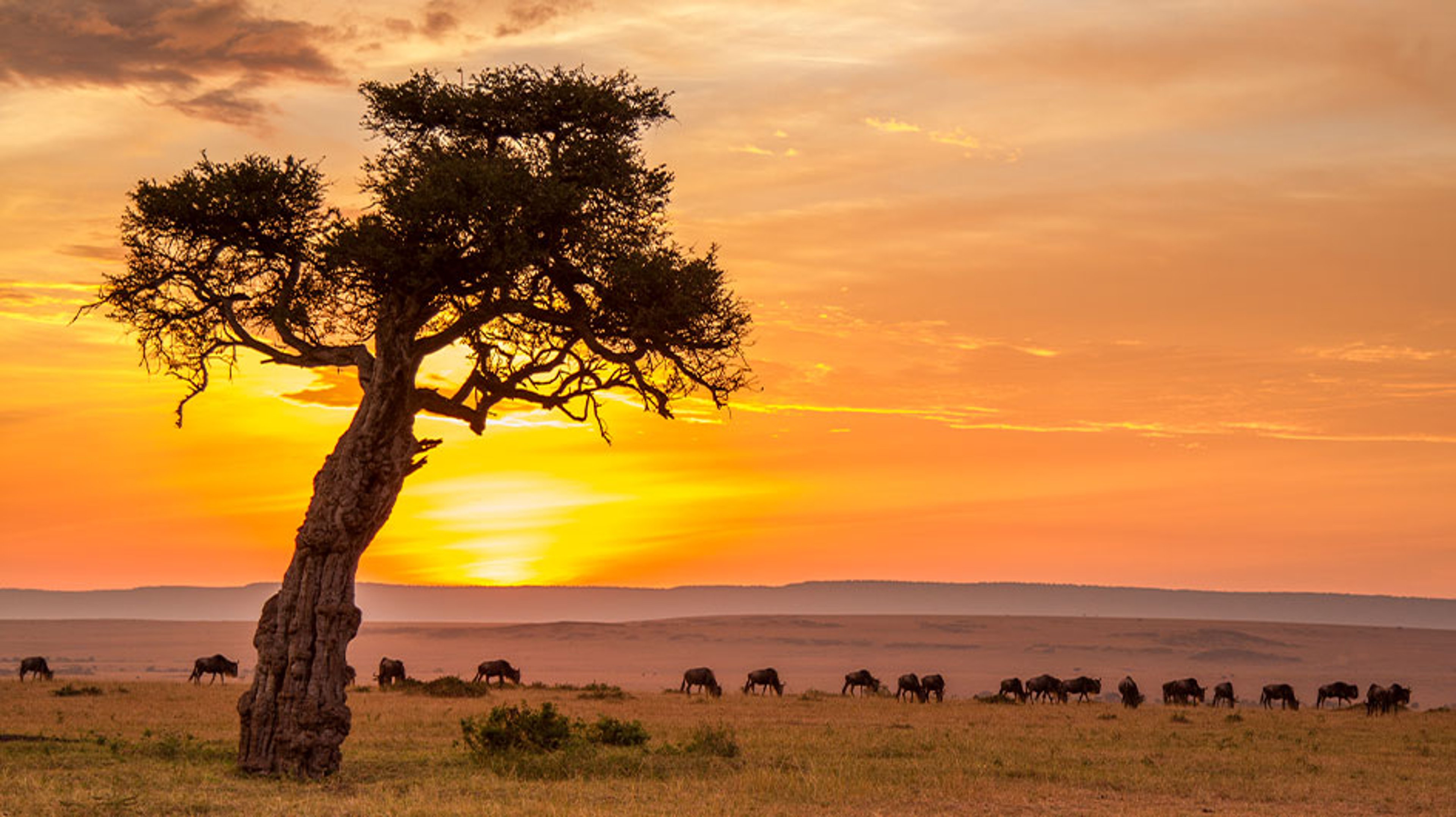 wildebeests gathering and grazing on open grassland
