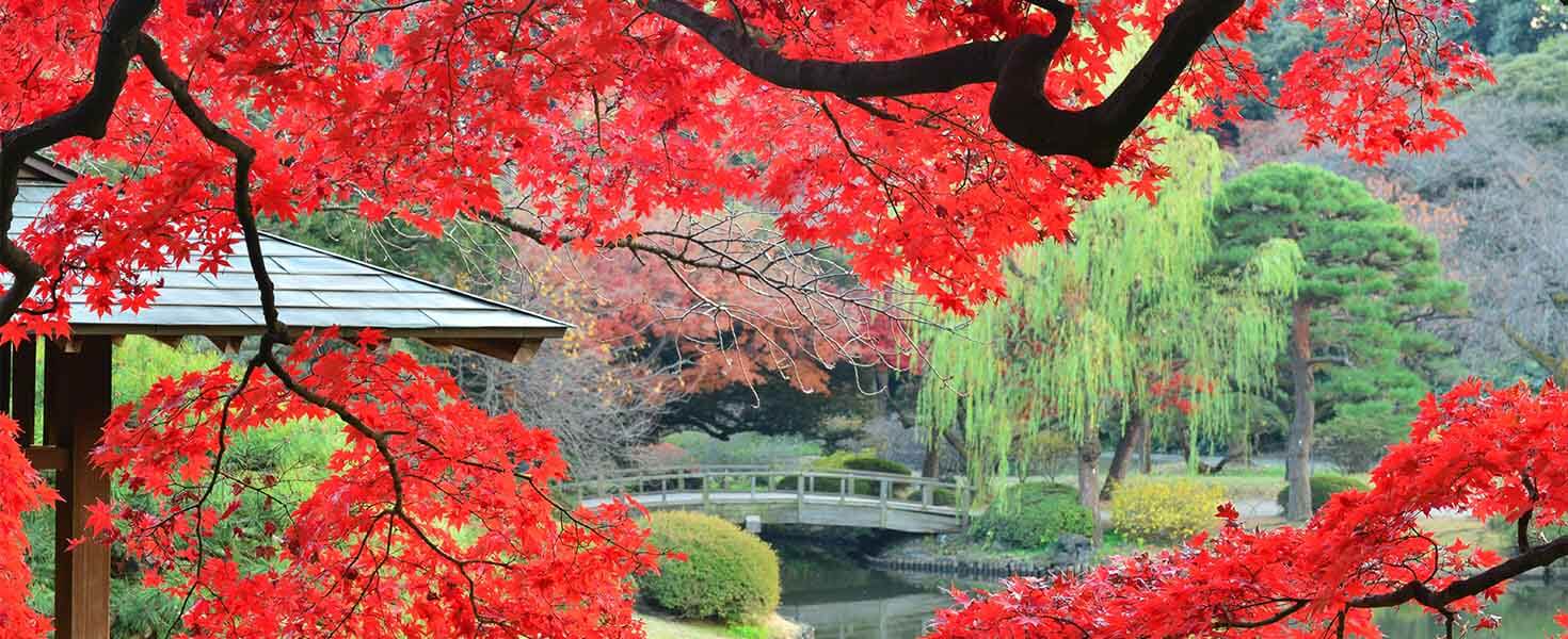 Shinjuku Gyoen
