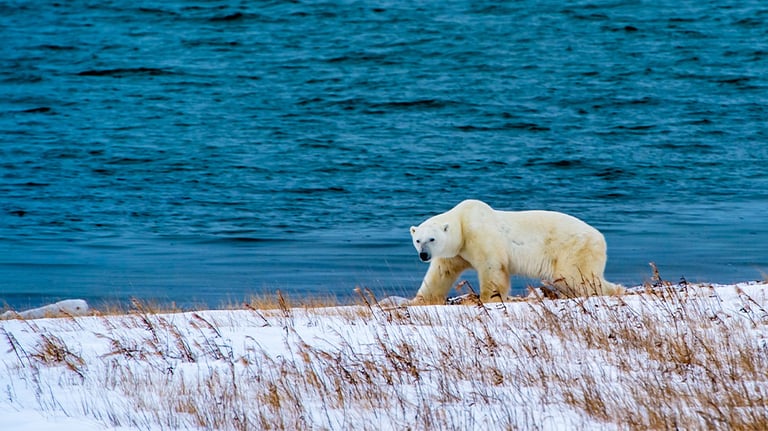 Polar bear in Manitoba, Canada