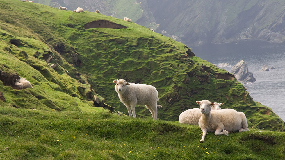 Lambs are relaxing in the green grass. Photo courtesy of lisland/iStock.com