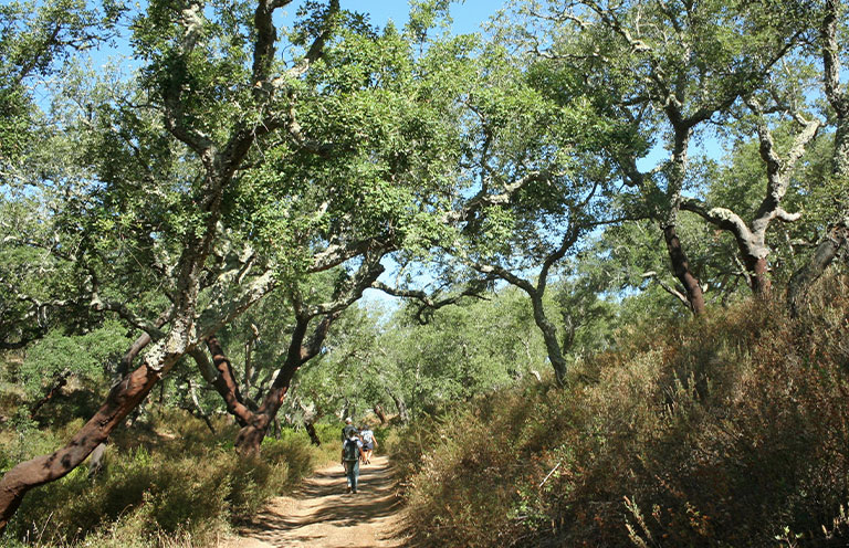 Hiking in a cork oak forest in Portugal