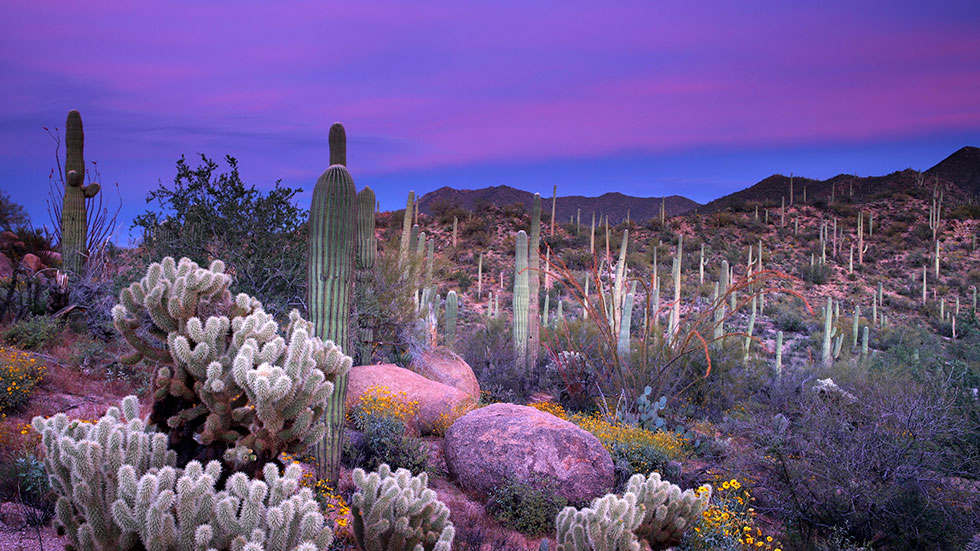 Saguaro National Park Eric Foltz via iStock