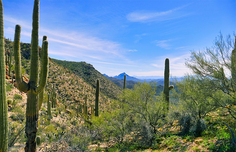 Cacti in Saguaro National Park