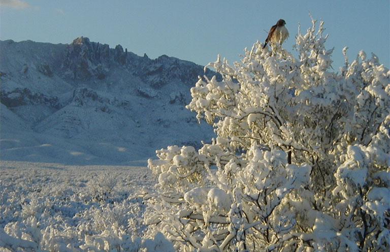 Big Bend National Park during the winter, bird sitting on branch of tree covered in snow