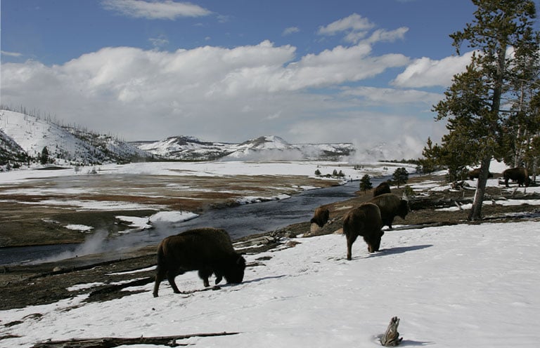 Bison grazing along Firehole River in the winter