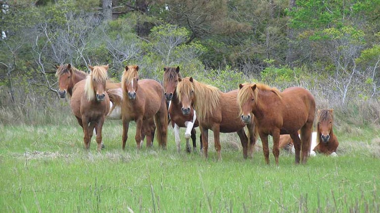 Assateague Island horse band