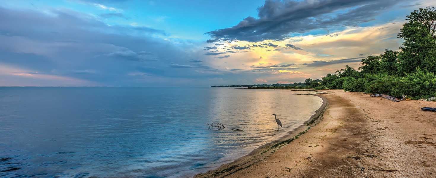 Chesapeakes