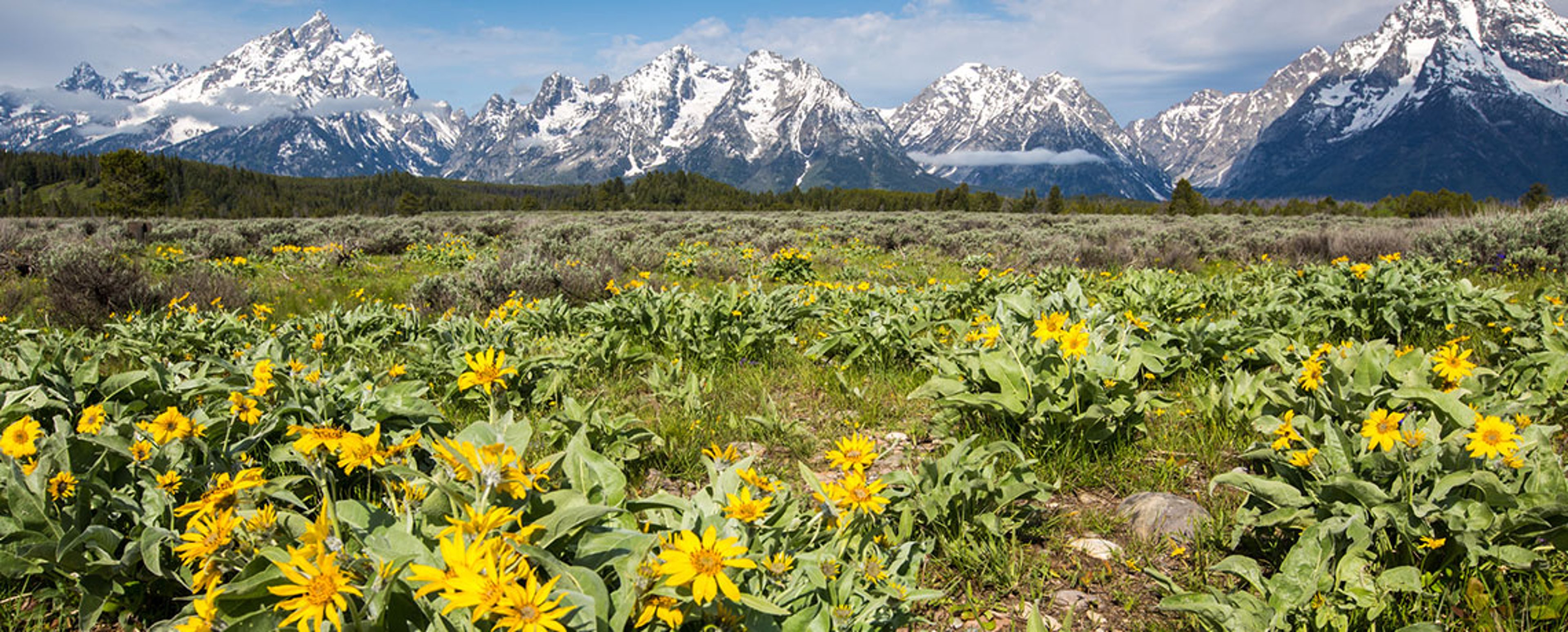 grand teton