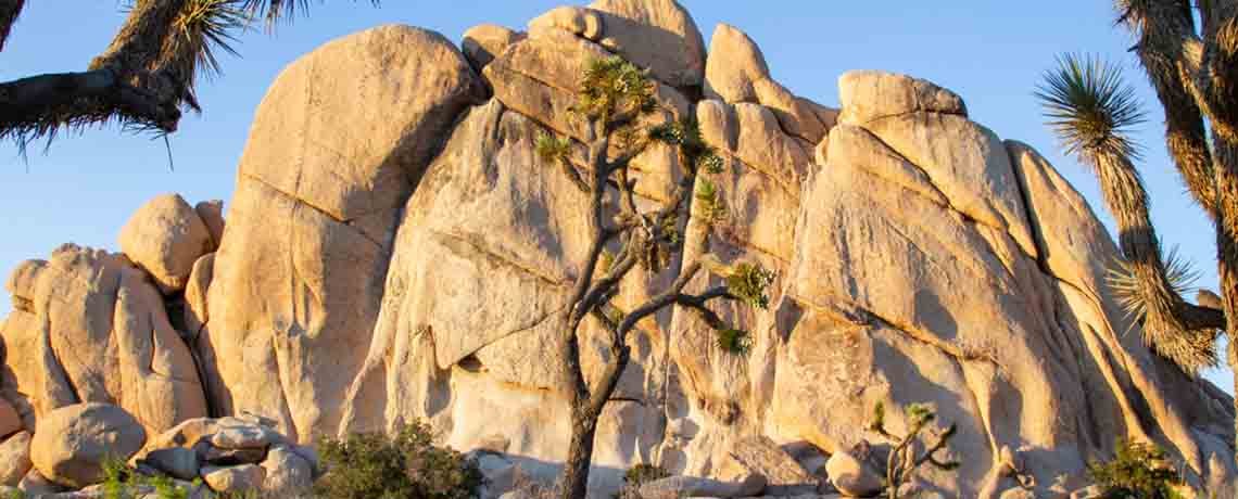 Joshua Tree