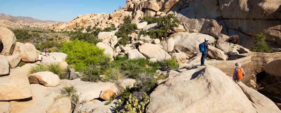 Joshua Tree