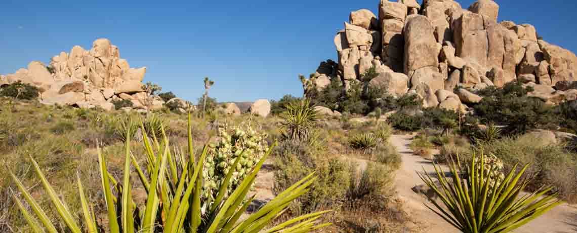Joshua Tree