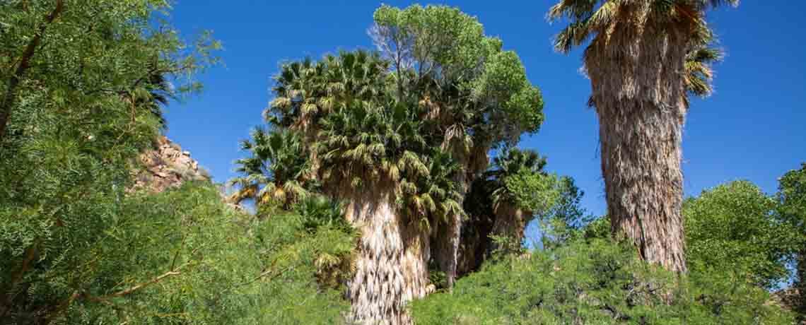 Joshua Tree