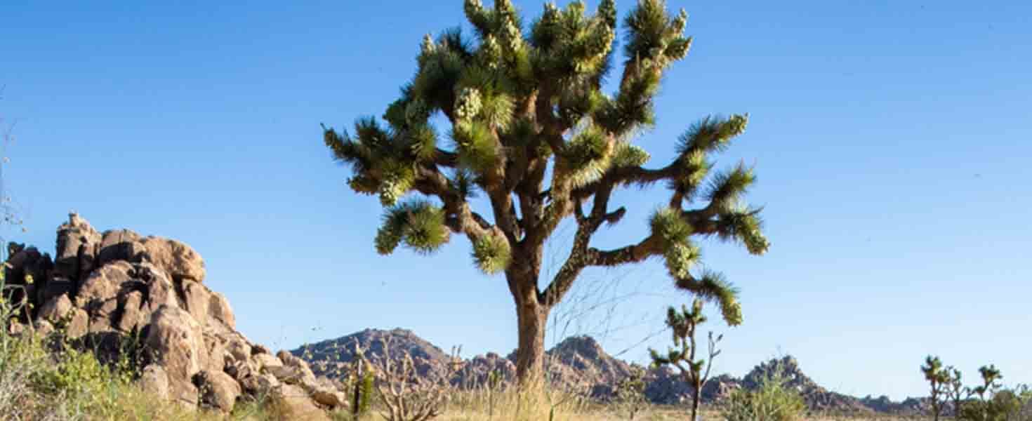 Joshua Tree National Park | AAA Club Alliance