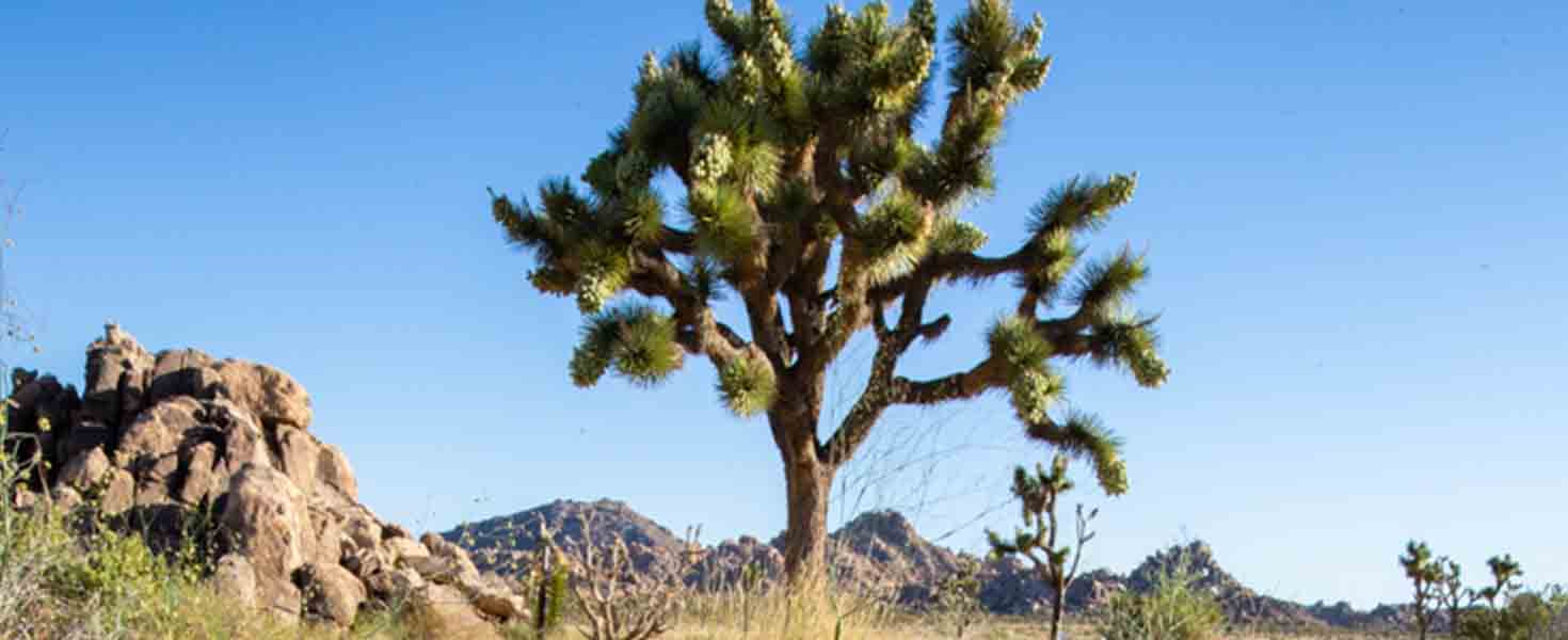 Joshua Tree National Park