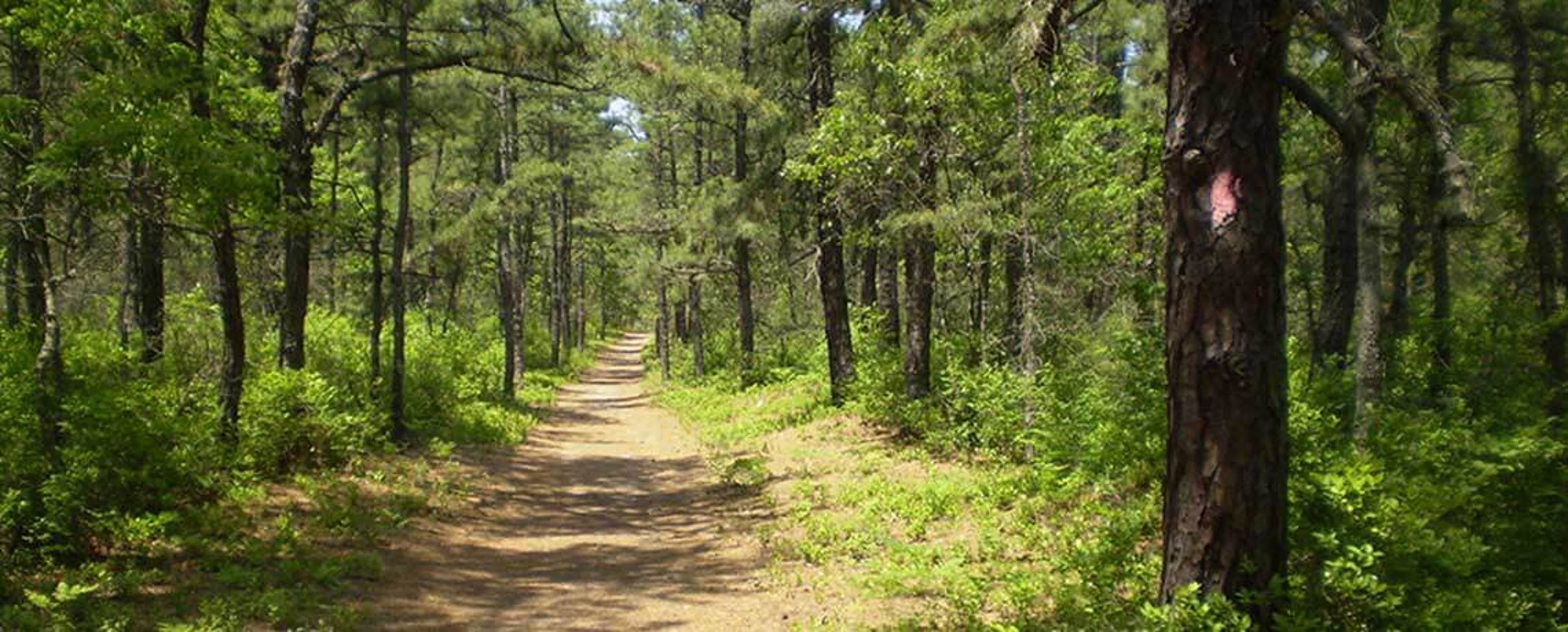BATONA Trail Joel Mott
