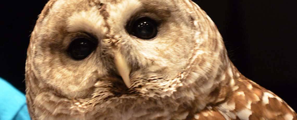 Barred Owl