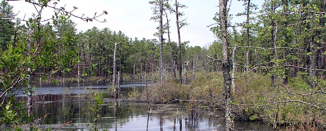 Bass River State Forest shot