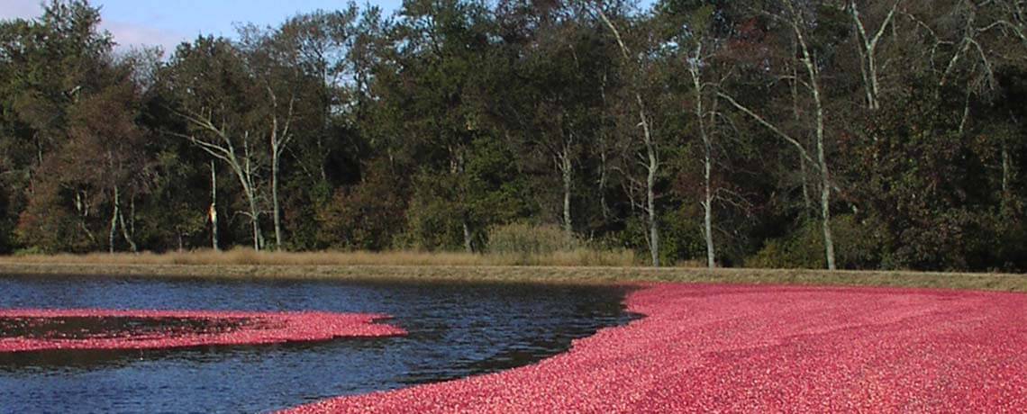 Cranberries at harvest 2 John F Bunnell