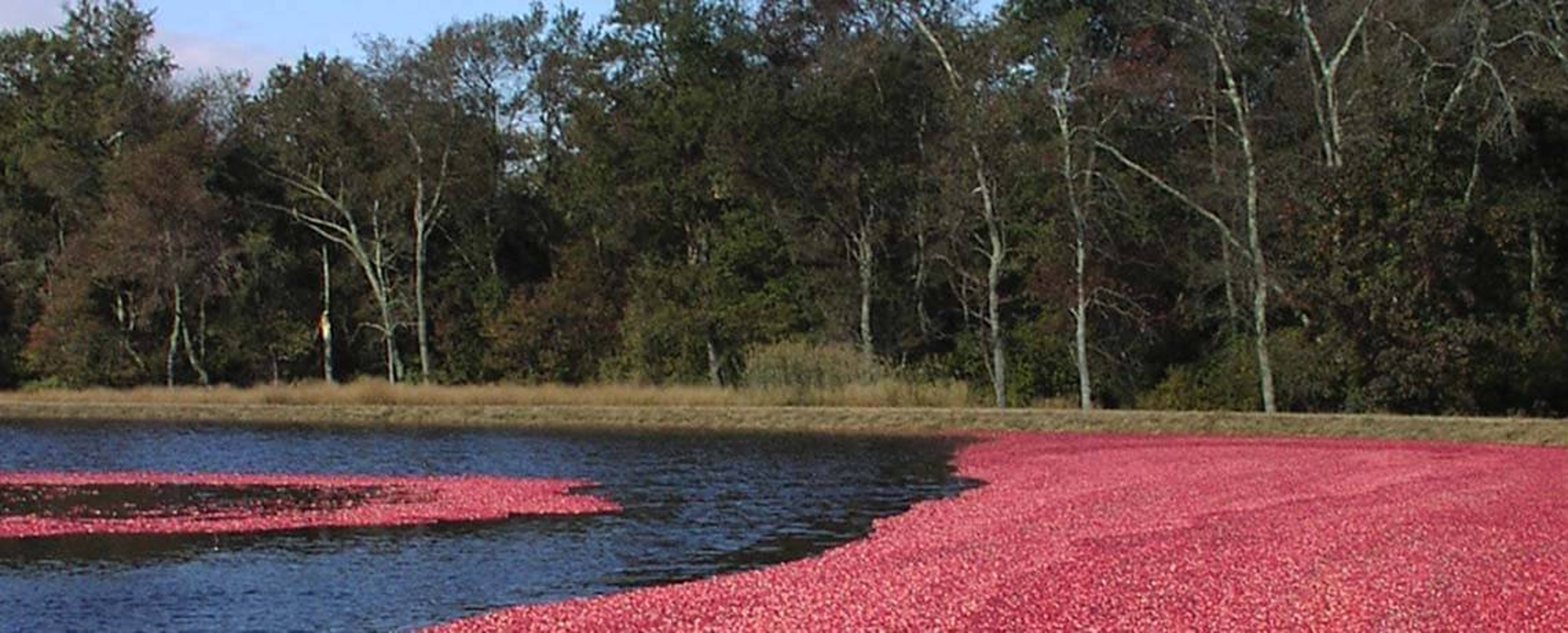 Cranberries at harvest 2 John F Bunnell