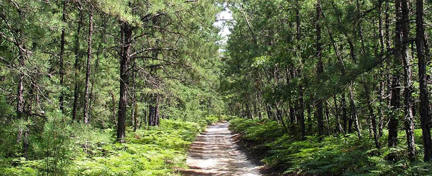 Hero_Pinelands