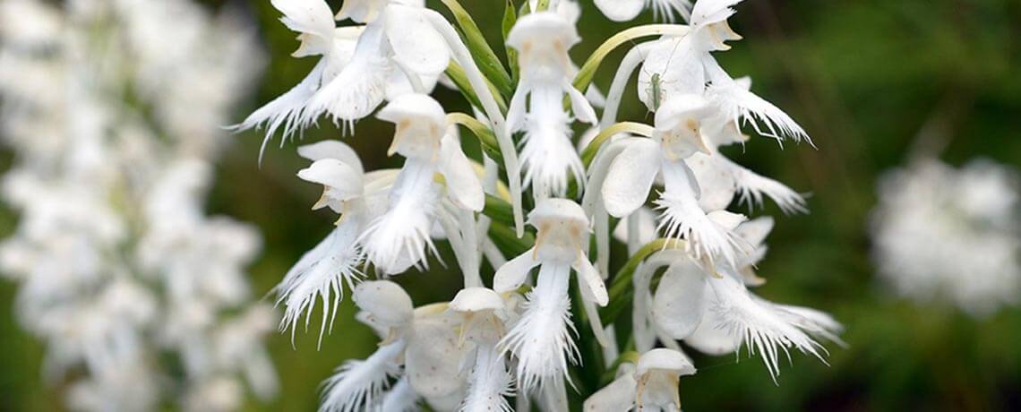 White Fringed Orchid