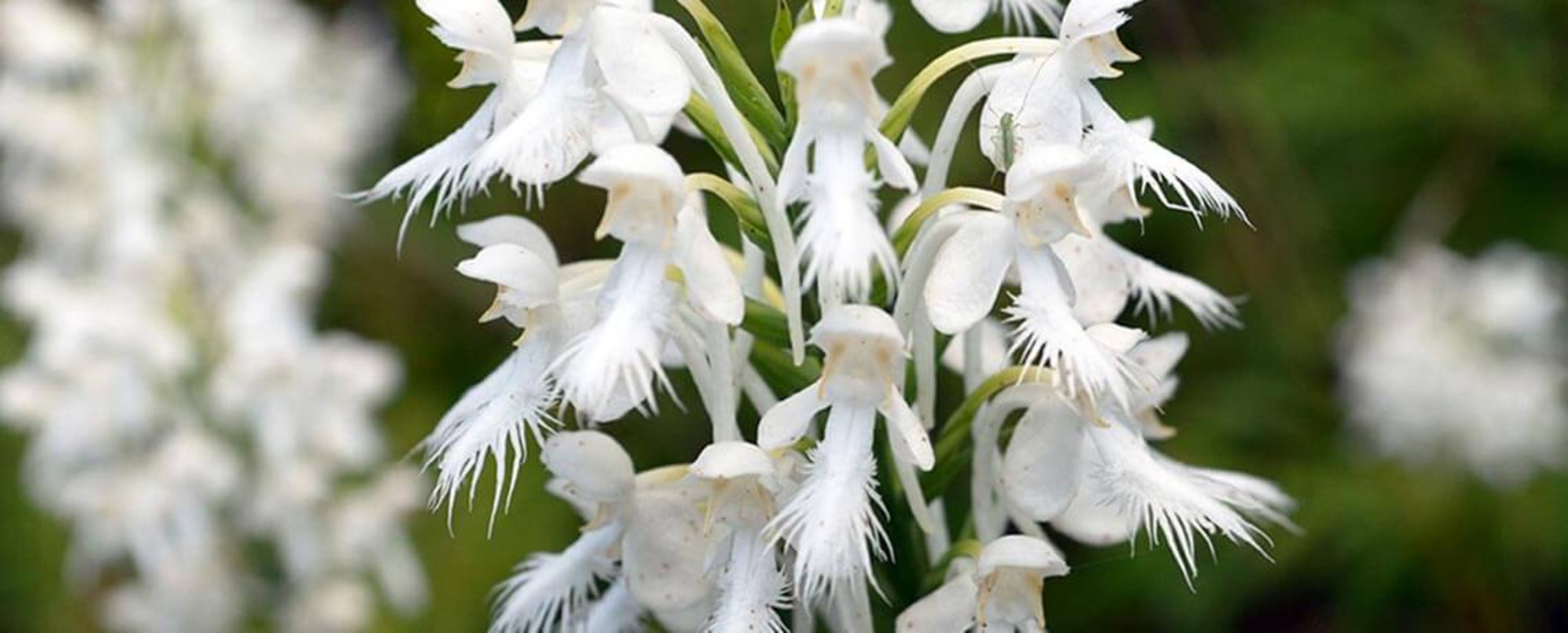 White Fringed Orchid